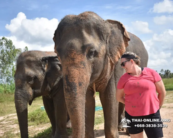 Заповедник слонов Elephant Jungle Sanctuary Pattaya - фото 477