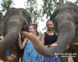 Заповедник слонов Elephant Jungle Sanctuary Pattaya - фото 309