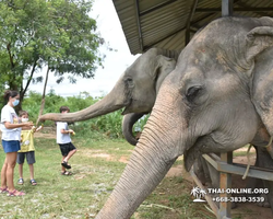 Заповедник слонов Elephant Jungle Sanctuary Pattaya - фото 316