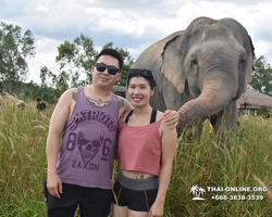 Заповедник слонов Elephant Jungle Sanctuary Pattaya - фото 571