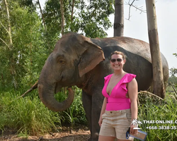 Заповедник слонов Elephant Jungle Sanctuary Pattaya - фото 121