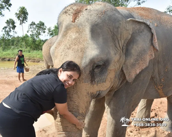 Заповедник слонов Elephant Jungle Sanctuary Pattaya - фото 340