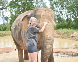Заповедник слонов Elephant Jungle Sanctuary Pattaya - фото 314
