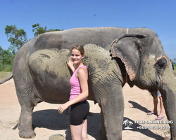 Заповедник слонов Elephant Jungle Sanctuary Pattaya - фото 632