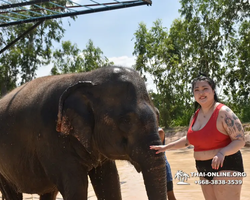 Заповедник слонов Elephant Jungle Sanctuary Pattaya - фото 364