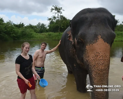Заповедник слонов Elephant Jungle Sanctuary Pattaya - фото 1032
