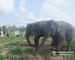 Заповедник слонов Elephant Jungle Sanctuary Pattaya - фото 1078
