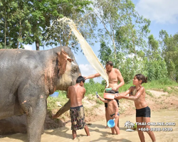 Заповедник слонов Elephant Jungle Sanctuary Pattaya - фото 105