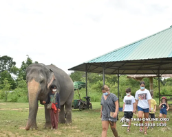 Заповедник слонов Elephant Jungle Sanctuary Pattaya - фото 965