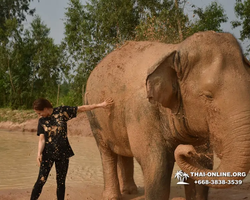 Заповедник слонов Elephant Jungle Sanctuary Pattaya - фото 160