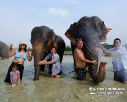 Заповедник слонов Elephant Jungle Sanctuary Pattaya - фото 887