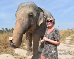 Заповедник слонов Elephant Jungle Sanctuary Pattaya - фото 451