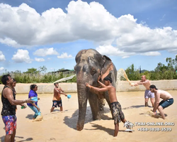 Заповедник слонов Elephant Jungle Sanctuary Pattaya - фото 888