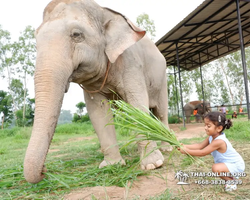 Заповедник слонов Elephant Jungle Sanctuary Pattaya - фото 219