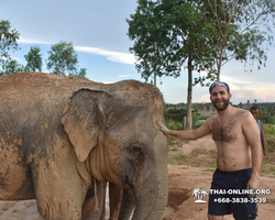 Заповедник слонов Elephant Jungle Sanctuary Pattaya - фото 287