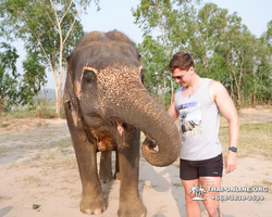 Заповедник слонов Elephant Jungle Sanctuary Pattaya - фото 115