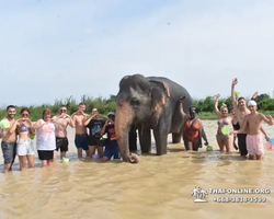 Заповедник слонов Elephant Jungle Sanctuary Pattaya - фото 1107