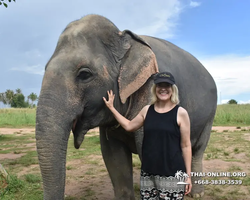 Заповедник слонов Elephant Jungle Sanctuary Pattaya - фото 783