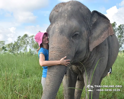 Заповедник слонов Elephant Jungle Sanctuary Pattaya - фото 490