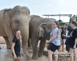 Заповедник слонов Elephant Jungle Sanctuary Pattaya - фото 850