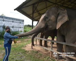 Заповедник слонов Elephant Jungle Sanctuary Pattaya - фото 653