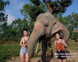 Заповедник слонов Elephant Jungle Sanctuary Pattaya - фото 88