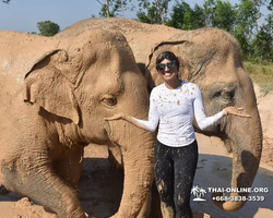 Заповедник слонов Elephant Jungle Sanctuary Pattaya - фото 47