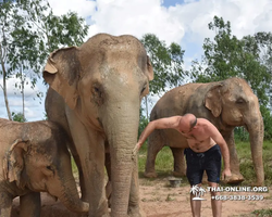 Заповедник слонов Elephant Jungle Sanctuary Pattaya - фото 191