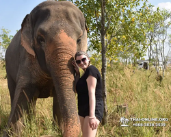 Заповедник слонов Elephant Jungle Sanctuary Pattaya - фото 18