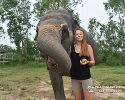 Заповедник слонов Elephant Jungle Sanctuary Pattaya - фото 254