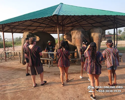 Заповедник слонов Elephant Jungle Sanctuary Pattaya - фото 166