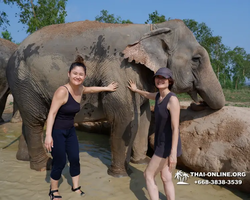 Заповедник слонов Elephant Jungle Sanctuary Pattaya - фото 622