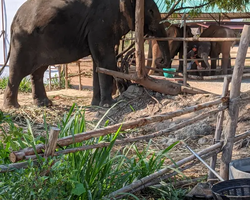 Заповедник слонов Elephant Jungle Sanctuary Pattaya - фото 3