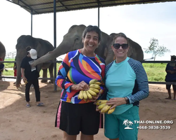 Заповедник слонов Elephant Jungle Sanctuary Pattaya - фото 985
