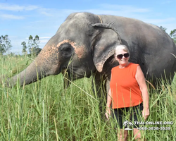Заповедник слонов Elephant Jungle Sanctuary Pattaya - фото 140