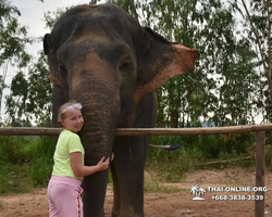 Заповедник слонов Elephant Jungle Sanctuary Pattaya - фото 110