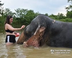 Заповедник слонов Elephant Jungle Sanctuary Pattaya - фото 728