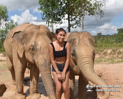 Заповедник слонов Elephant Jungle Sanctuary Pattaya - фото 244