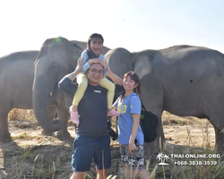 Заповедник слонов Elephant Jungle Sanctuary Pattaya - фото 1008