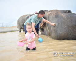 Заповедник слонов Elephant Jungle Sanctuary Pattaya - фото 1101