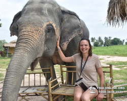 Заповедник слонов Elephant Jungle Sanctuary Pattaya - фото 450