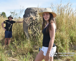 Заповедник слонов Elephant Jungle Sanctuary Pattaya - фото 19