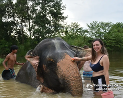 Заповедник слонов Elephant Jungle Sanctuary Pattaya - фото 374