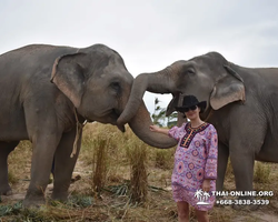 Заповедник слонов Elephant Jungle Sanctuary Pattaya - фото 745