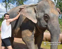 Заповедник слонов Elephant Jungle Sanctuary Pattaya - фото 258