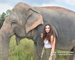 Заповедник слонов Elephant Jungle Sanctuary Pattaya - фото 430