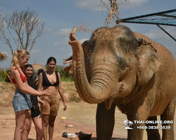 Заповедник слонов Elephant Jungle Sanctuary Pattaya - фото 530