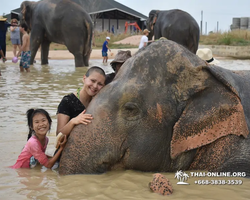 Заповедник слонов Elephant Jungle Sanctuary Pattaya - фото 551