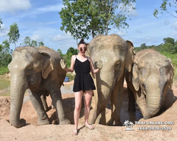 Заповедник слонов Elephant Jungle Sanctuary Pattaya - фото 296