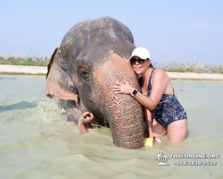 Заповедник слонов Elephant Jungle Sanctuary Pattaya - фото 1077